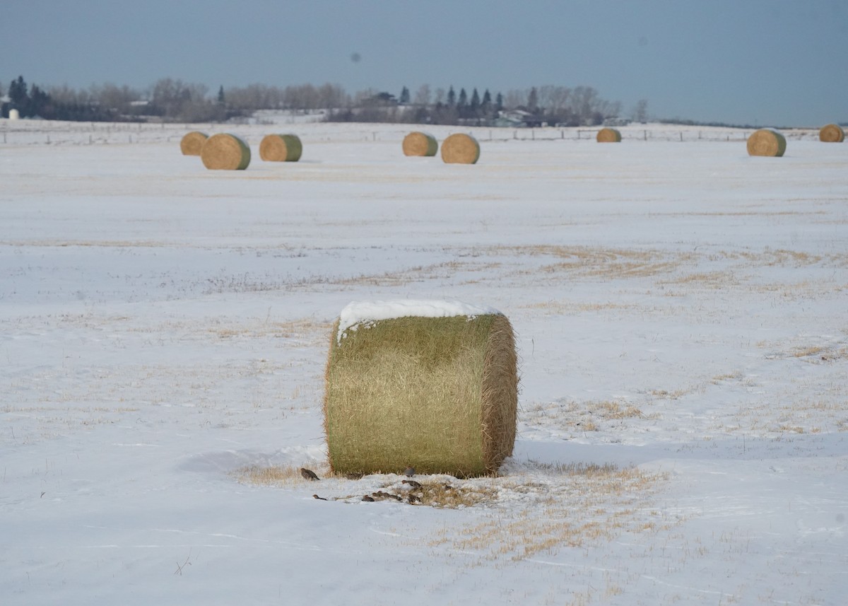 Gray Partridge - ML646440958