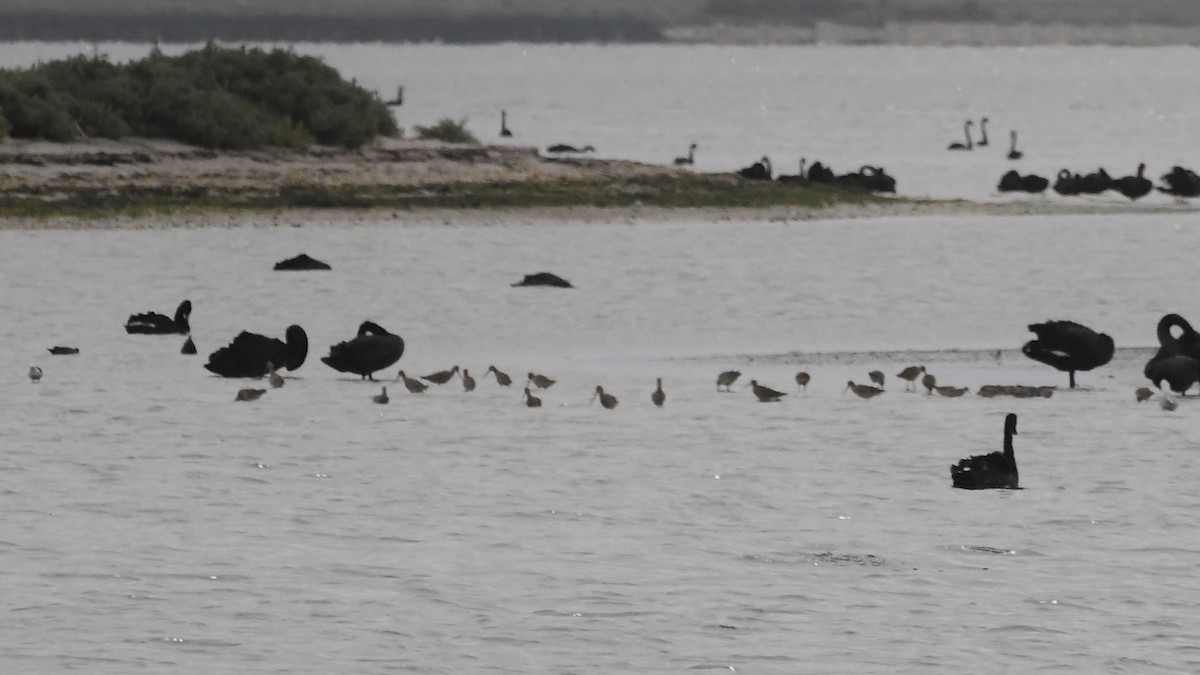 オオソリハシシギ - ML646440962