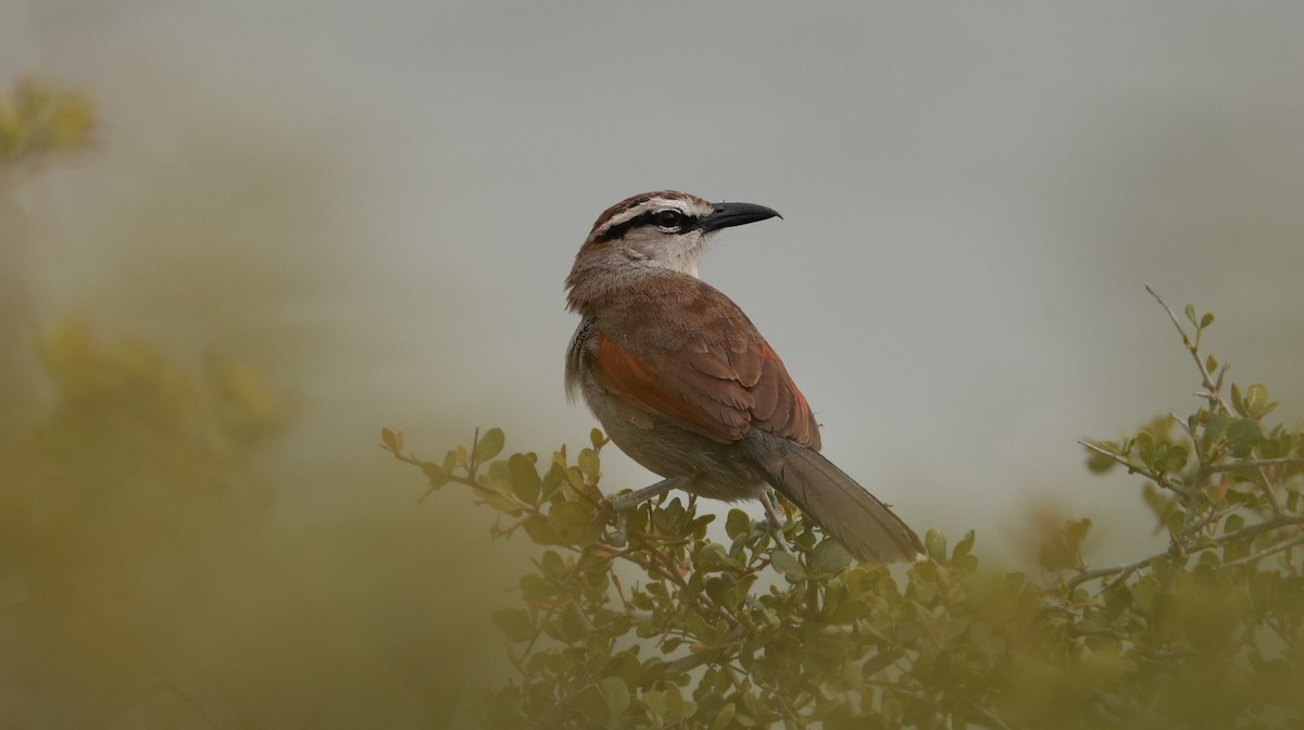 Kap Çagrası - ML646440963