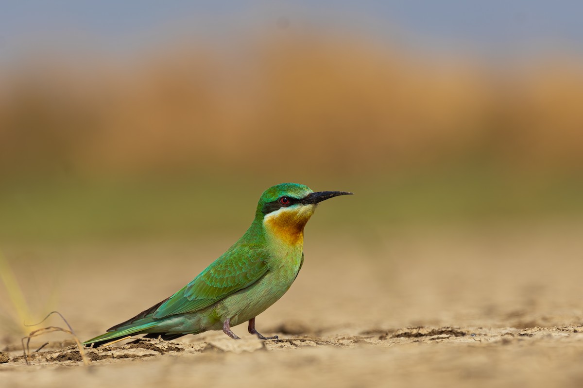 vlha modrolící - ML646440970