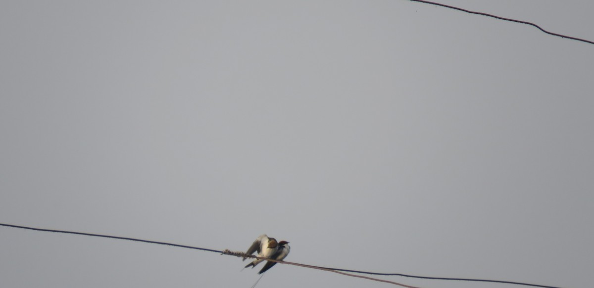 Wire-tailed Swallow - ML646440971