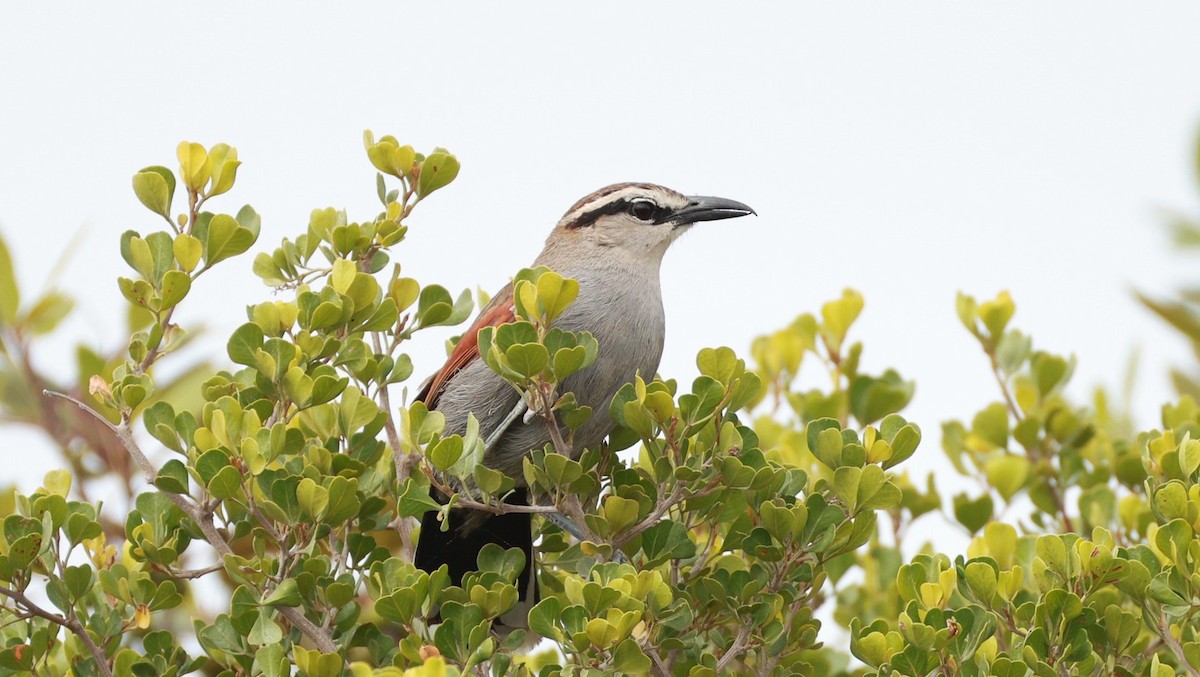 Kap Çagrası - ML646440974