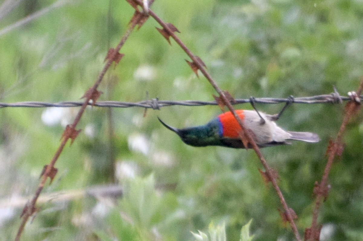 strdimil západokapský - ML646440975