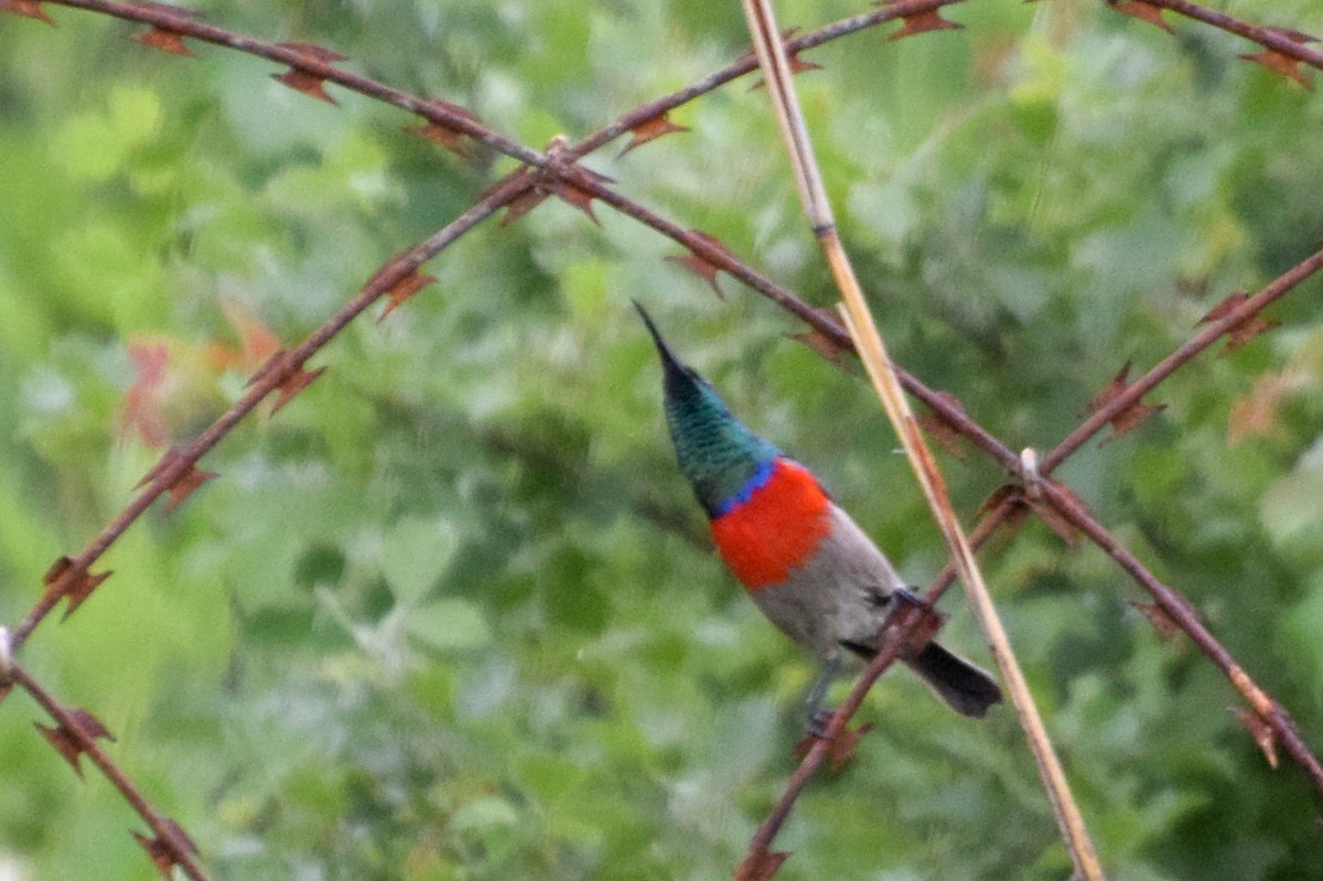 strdimil západokapský - ML646440976