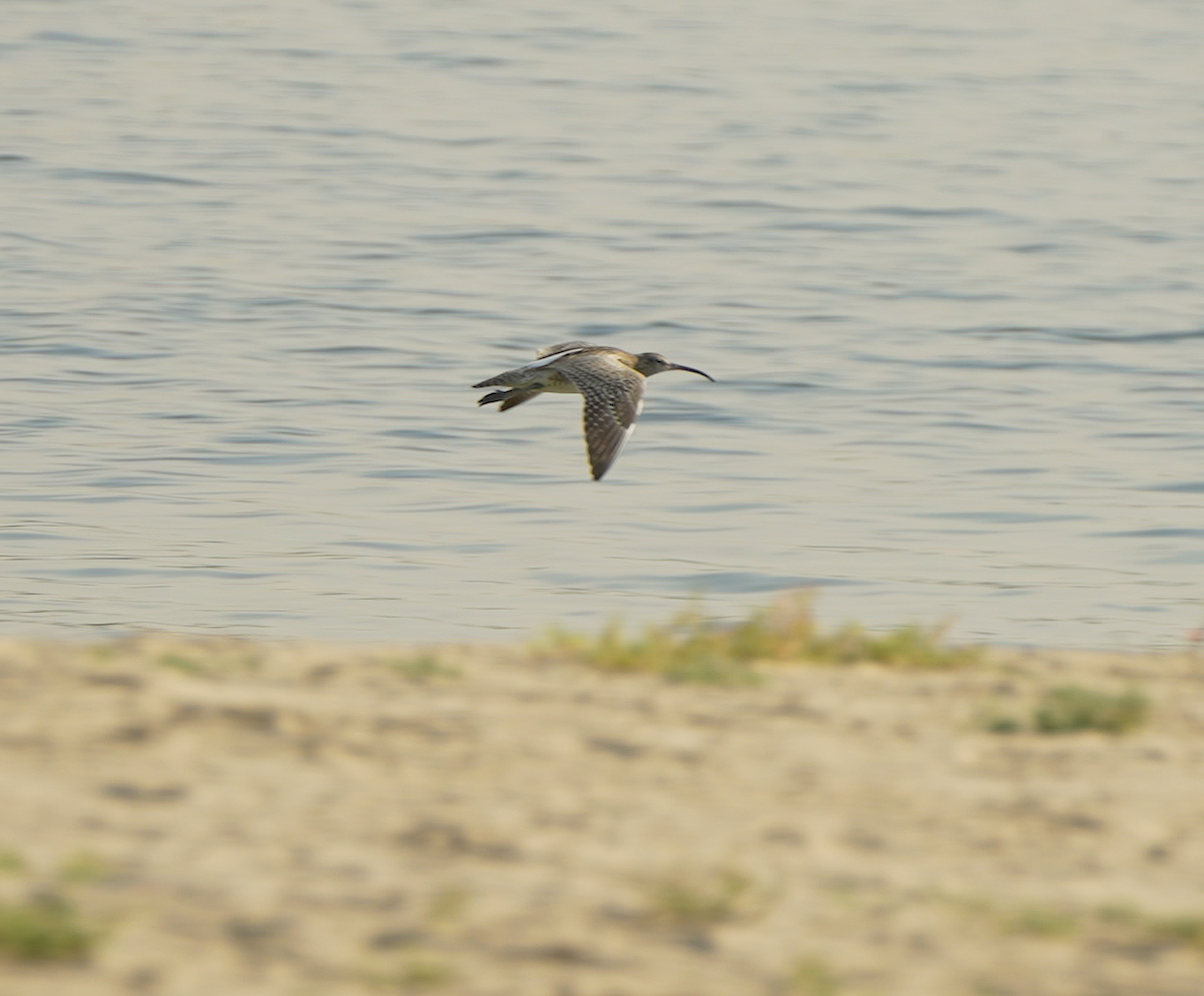 Eurasian Curlew - ML646440981