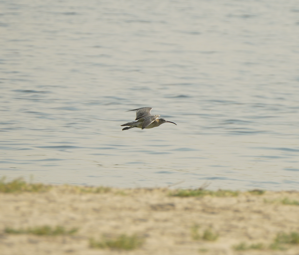 Eurasian Curlew - ML646440983