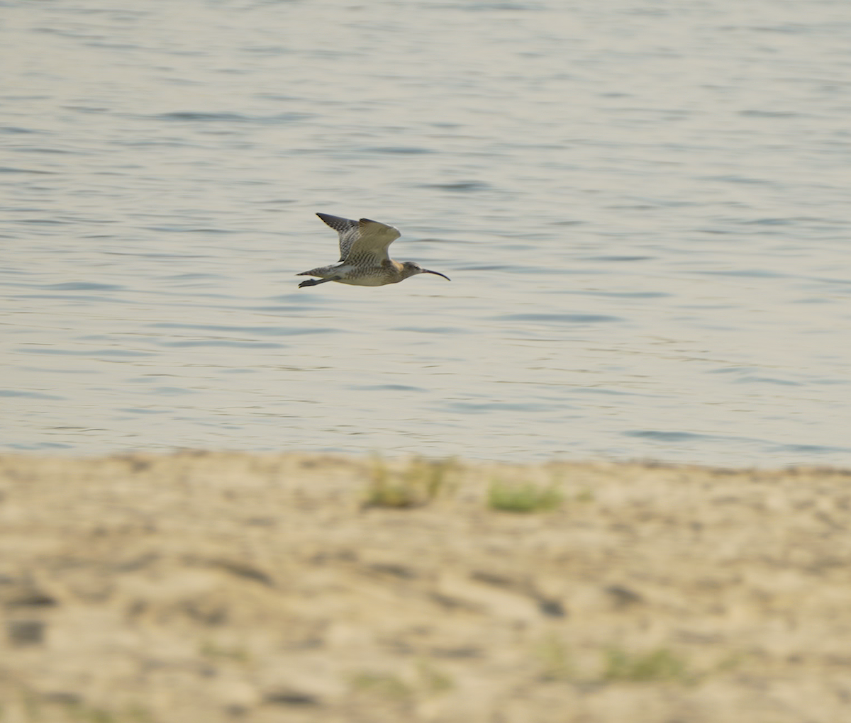 Eurasian Curlew - ML646440984