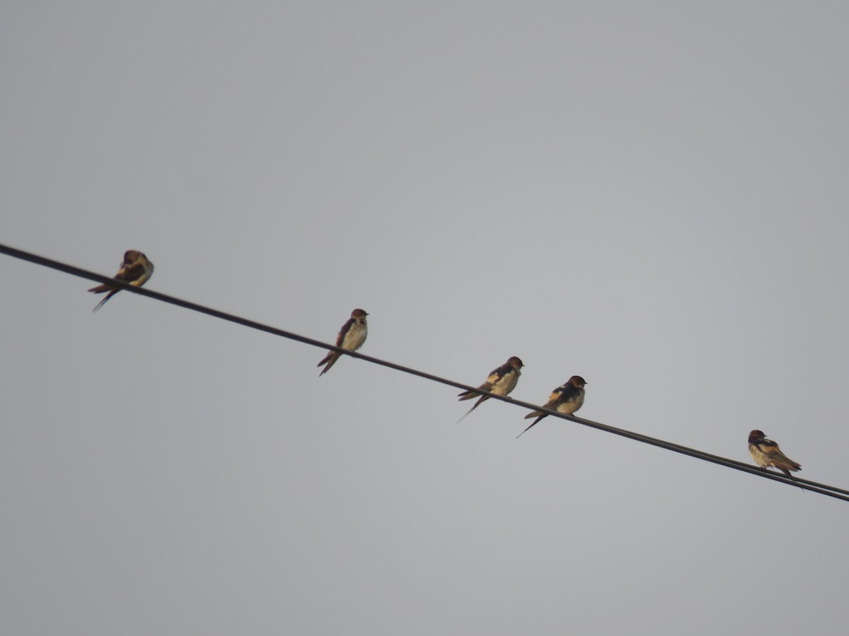 Eastern Red-rumped Swallow - ML646440985