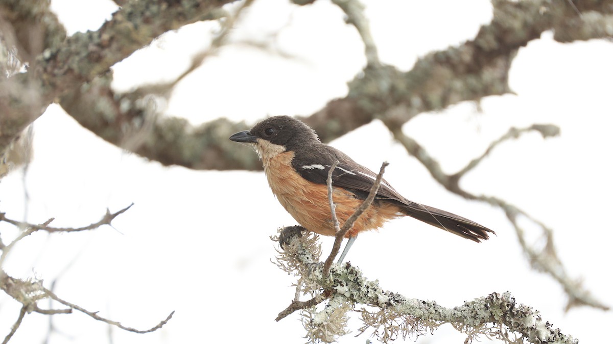 Kızılca Karınlı Bubu - ML646440989