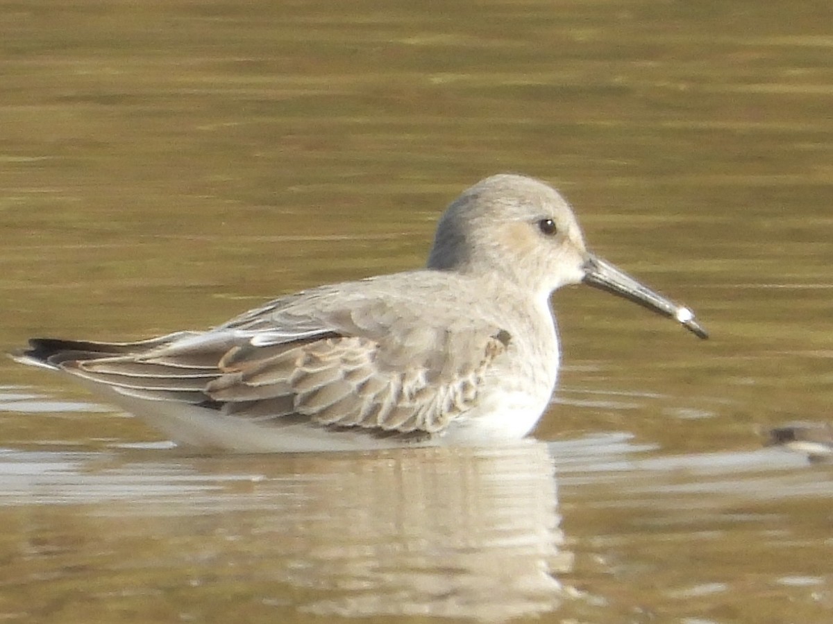 Dunlin - ML646440991