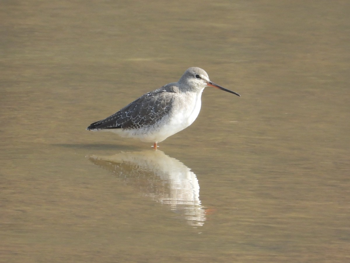 Spotted Redshank - ML646440993