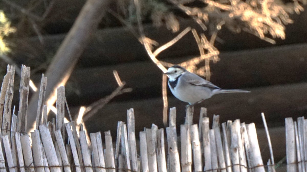 konipas bílý - ML646440994