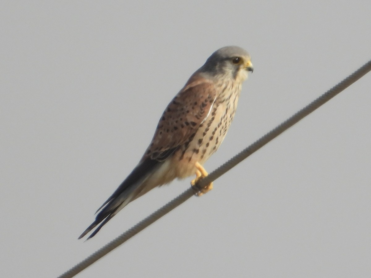Eurasian Kestrel - ML646440995