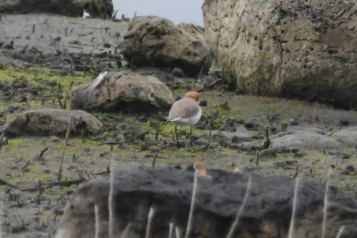 アカエリシロチドリ - ML646440997