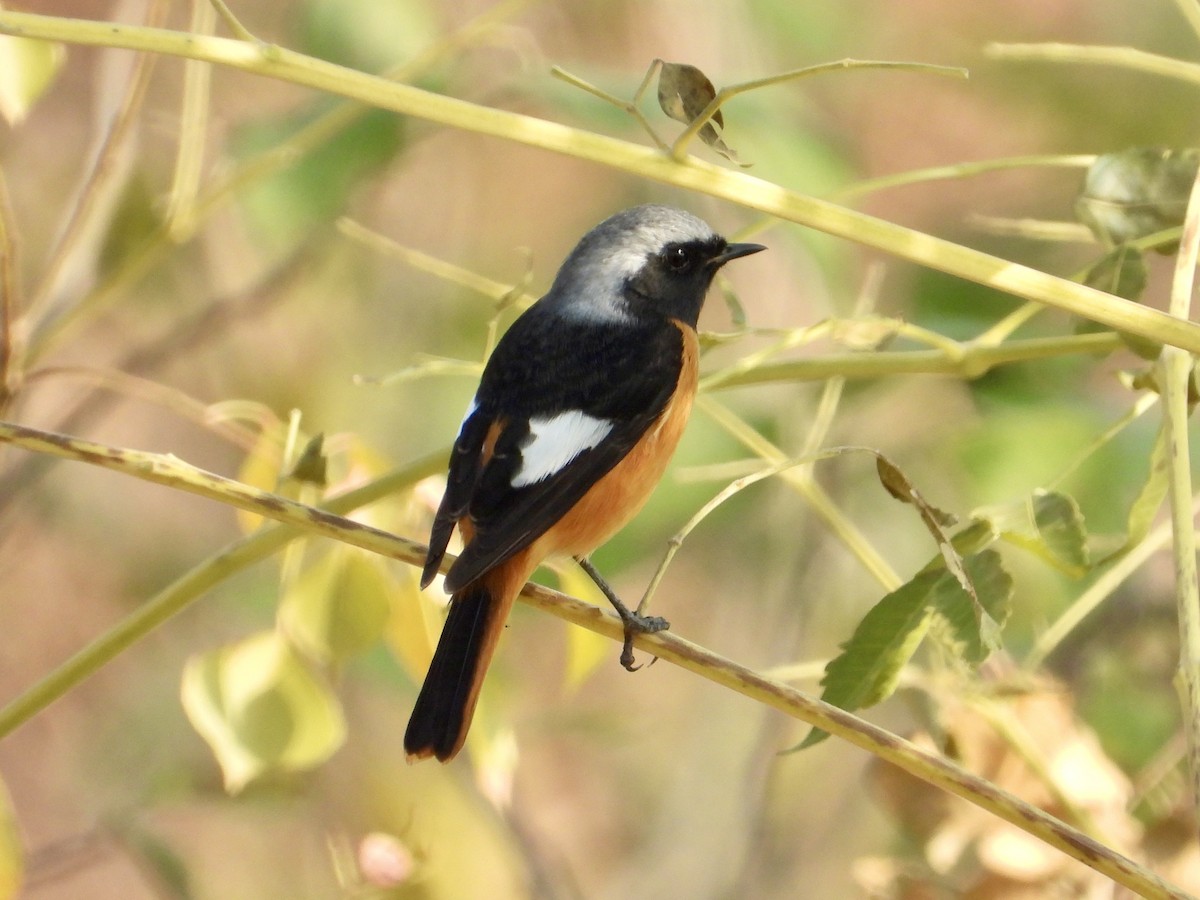 Daurian Redstart - ML646441008