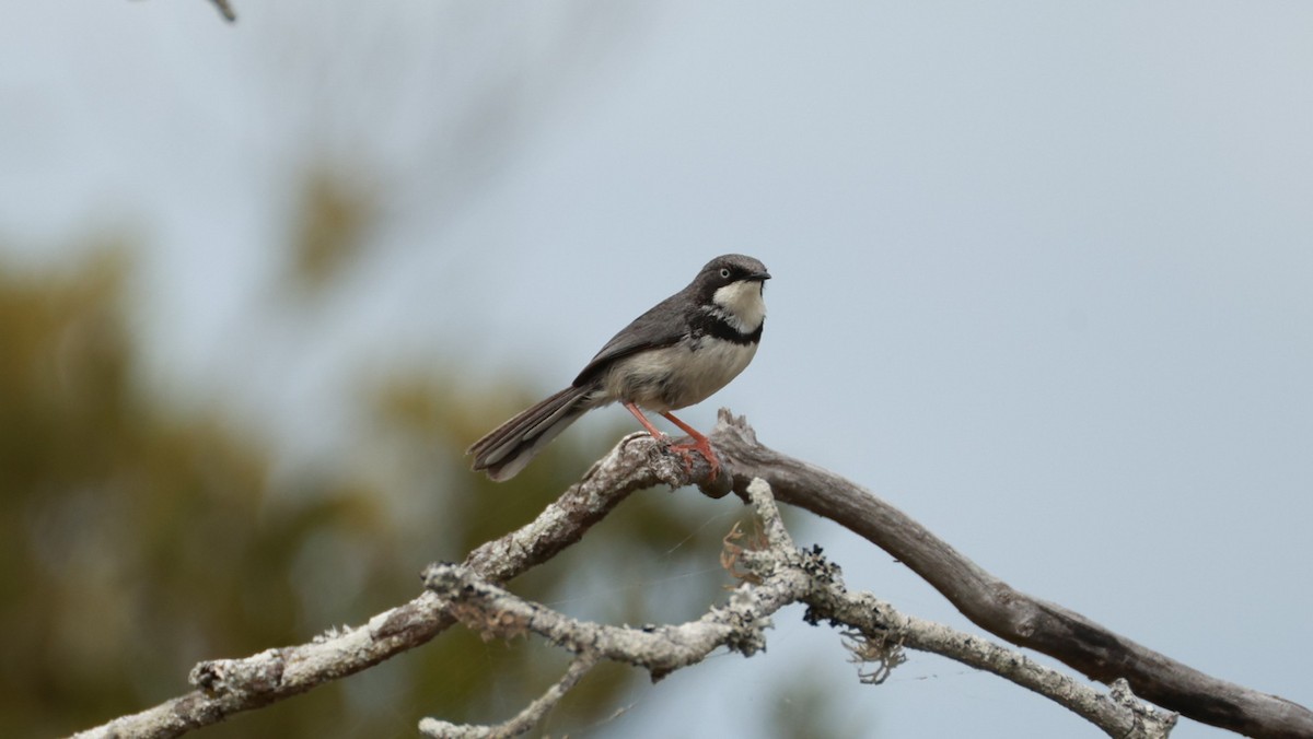 Kolyeli Apalis - ML646441010