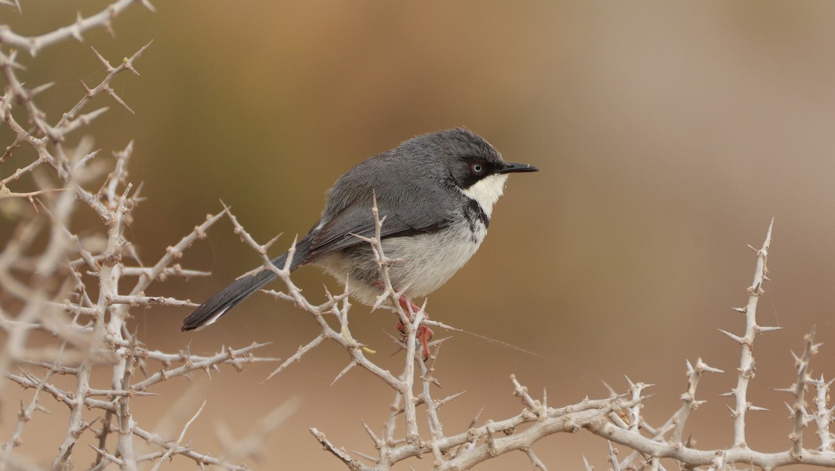 Kolyeli Apalis - ML646441012