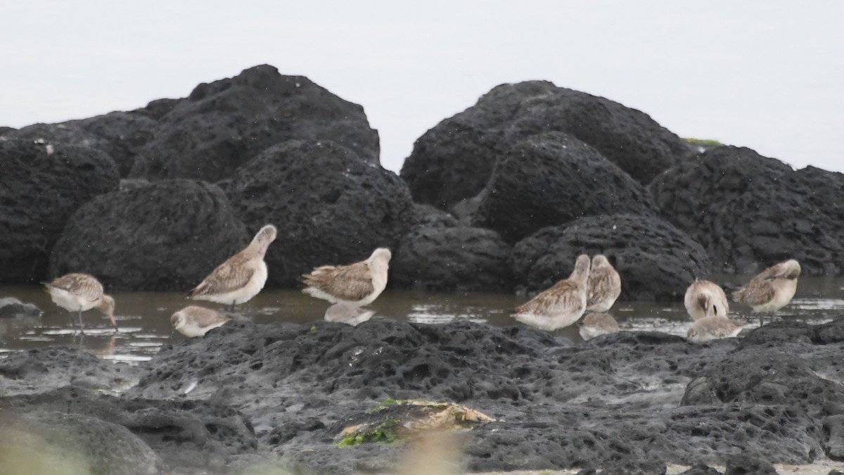 オオソリハシシギ - ML646441013