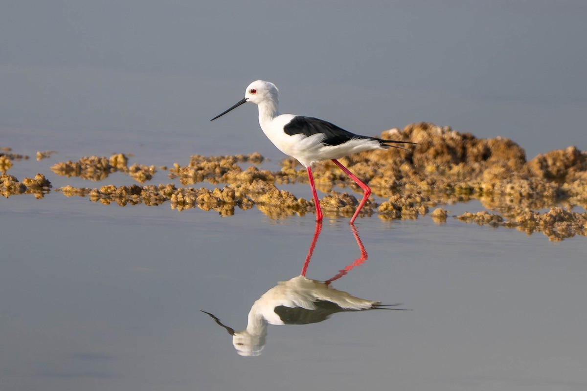 Cavaliere d'Italia - ML646441014