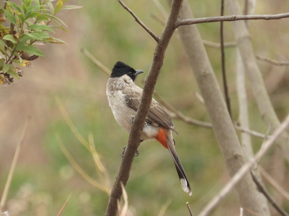 Sooty-headed Bulbul - ML646441019