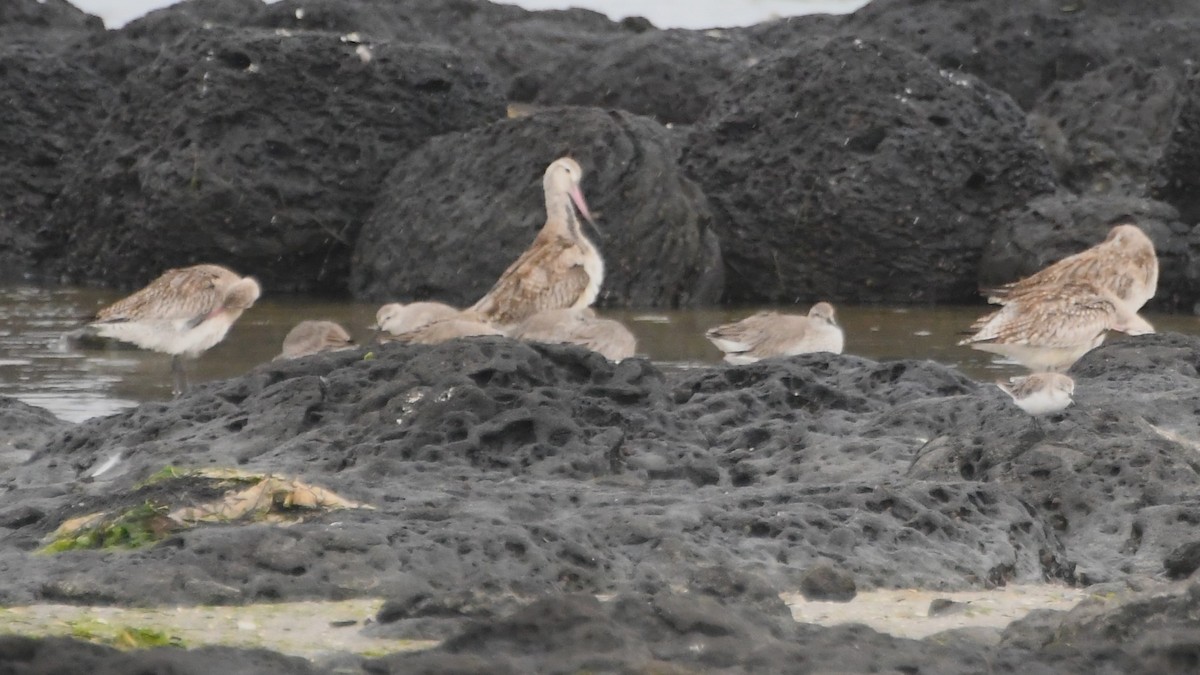 コオバシギ - ML646441024