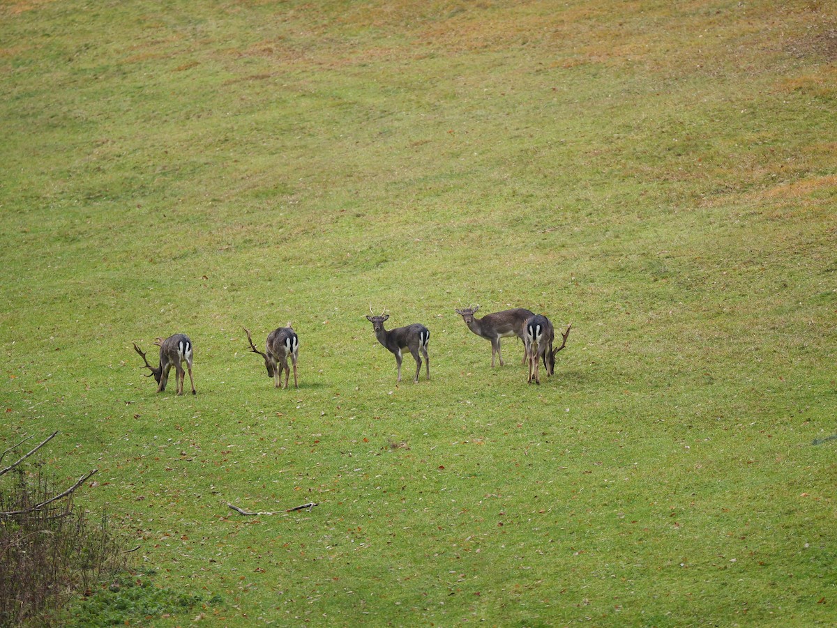 Animals - ML646441027