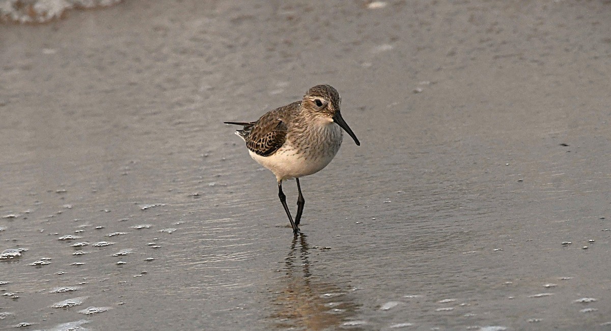 Хар элсэг - ML646441028