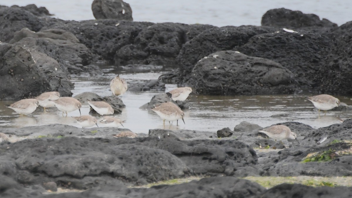 コオバシギ - ML646441030