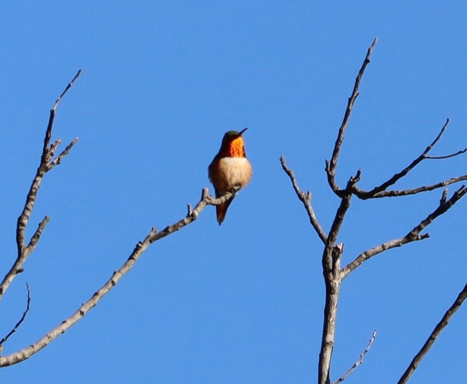 Grünrücken-Zimtelfe - ML646441034