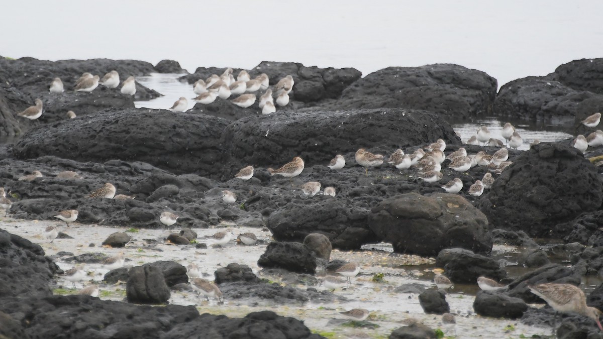 ウズラシギ - ML646441035