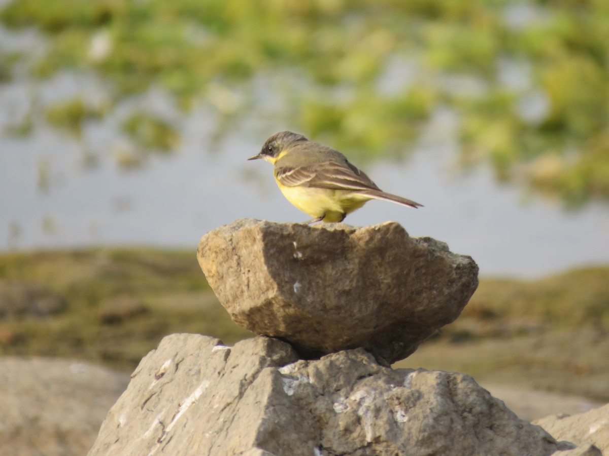 Western Yellow Wagtail - ML646441036