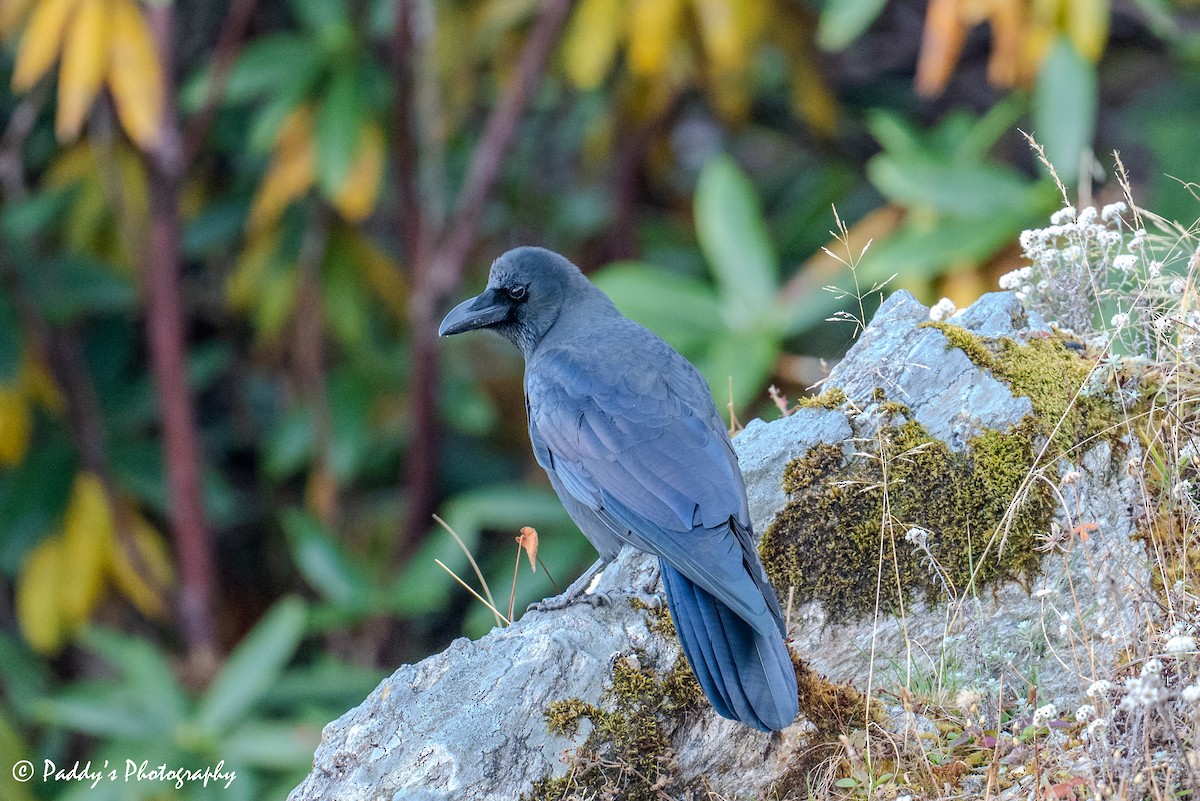 Large-billed Crow - ML646441037
