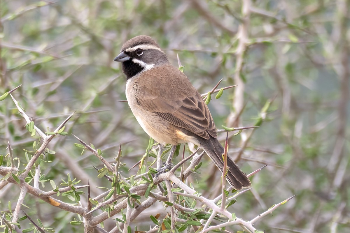 Black-throated Sparrow - ML646441038