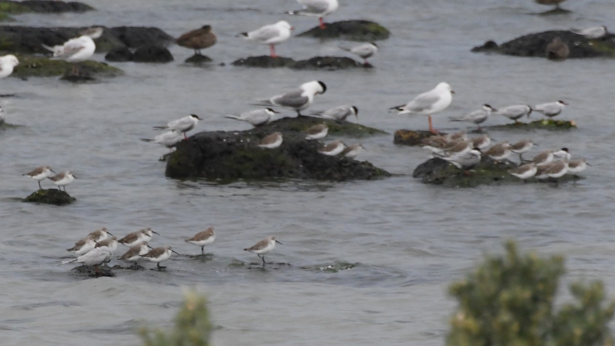 サルハマシギ - ML646441044