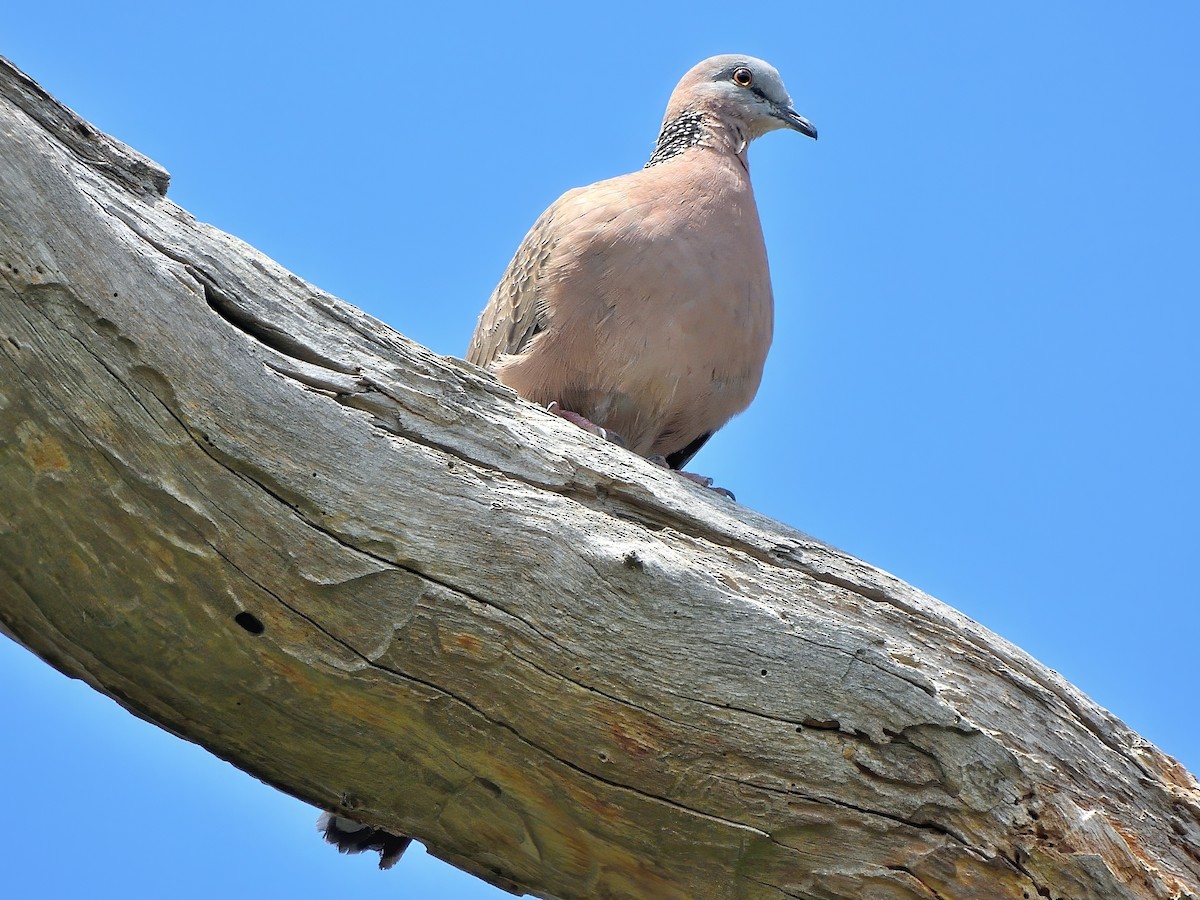 カノコバト（chinensis／tigrina） - ML646441045