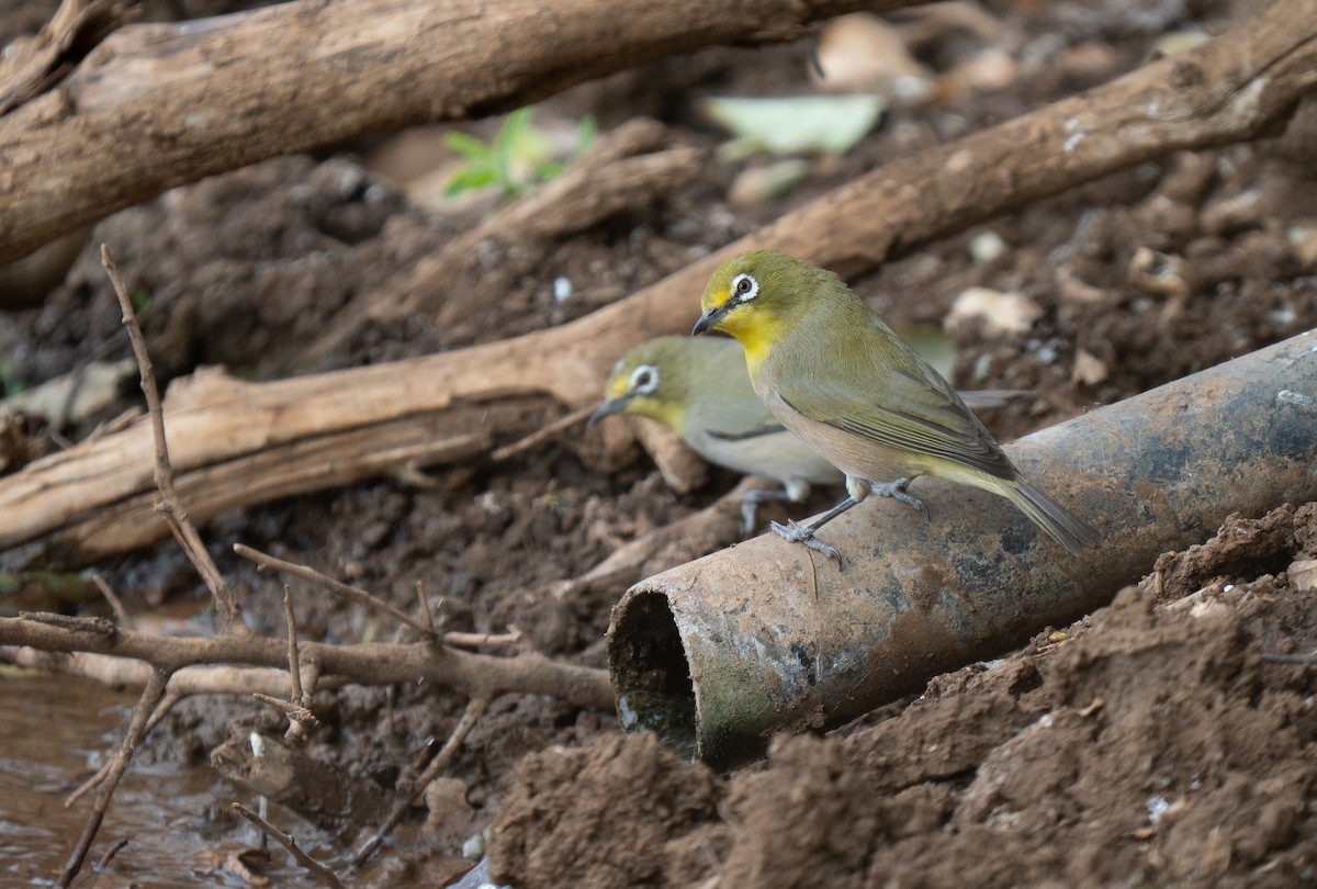 Orange River White-eye - ML646441049