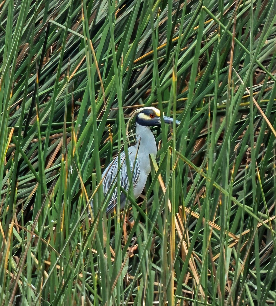 kvakoš žlutočelý - ML646441050