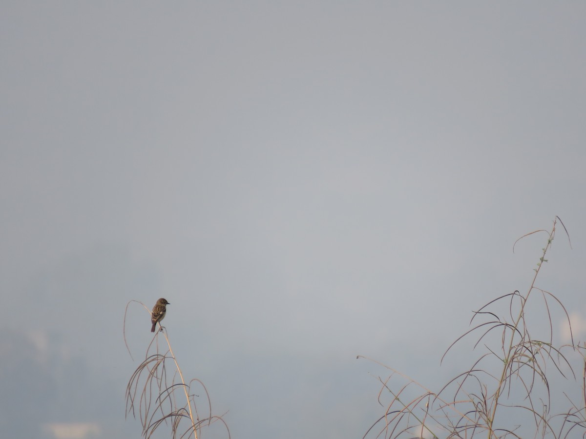 bramborníček sibiřský - ML646441051