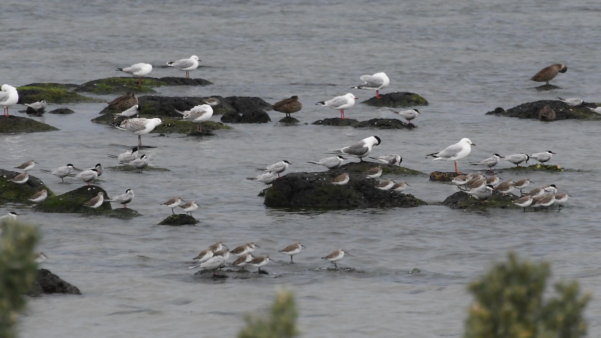 コオバシギ - ML646441052