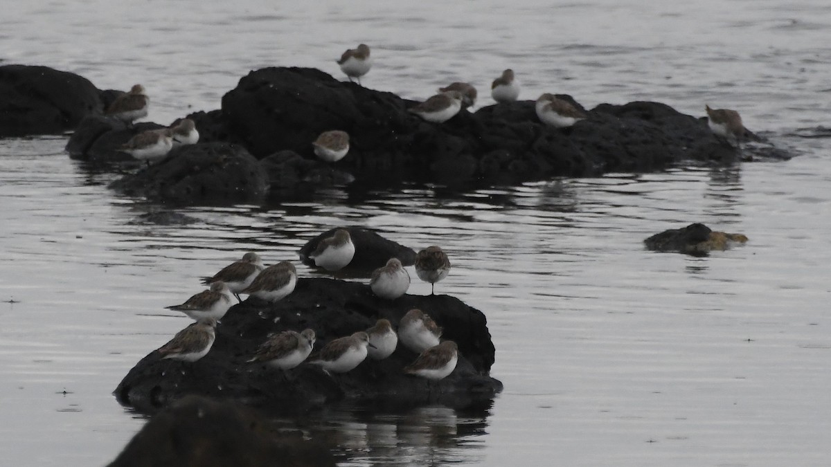 トウネン - ML646441054