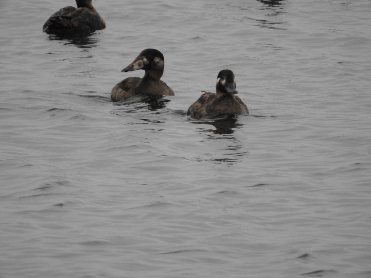 Surf Scoter - ML646441055