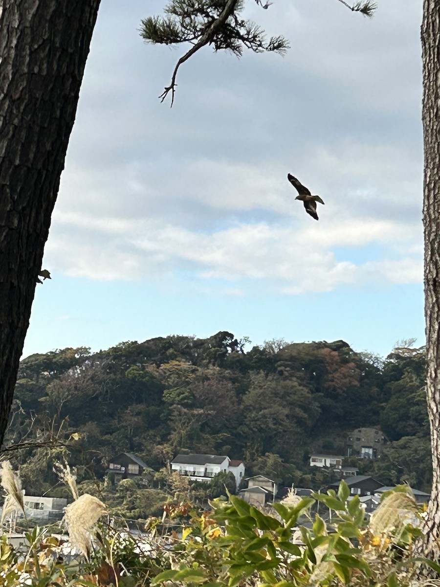 Black Kite - ML646441056