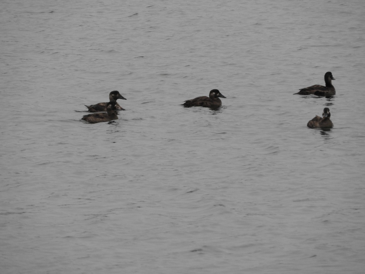 Surf Scoter - ML646441057