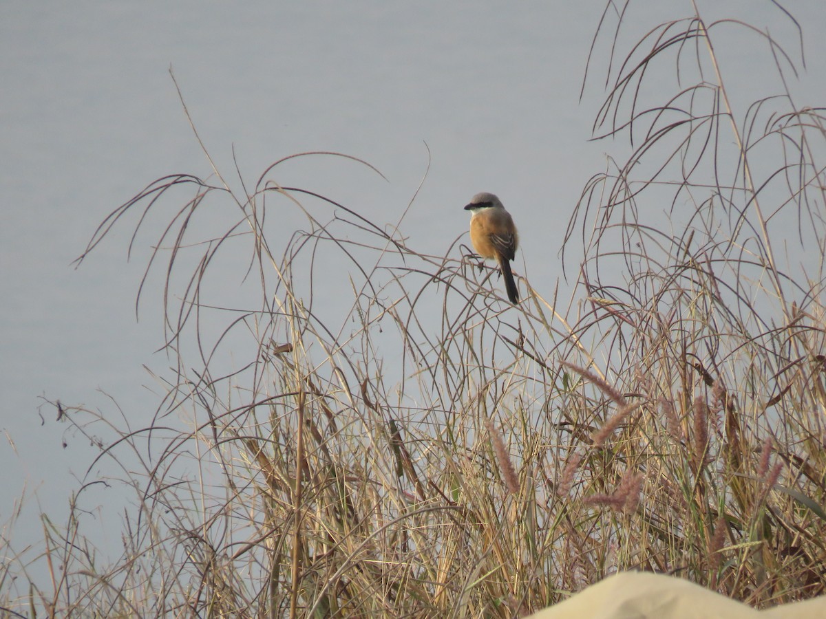 Long-tailed Shrike - ML646441058