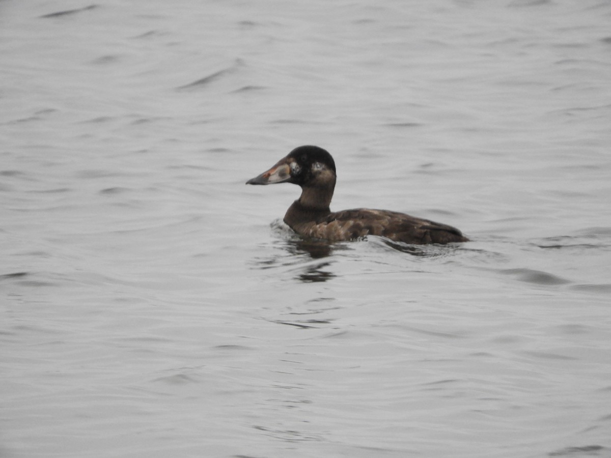 Surf Scoter - ML646441059
