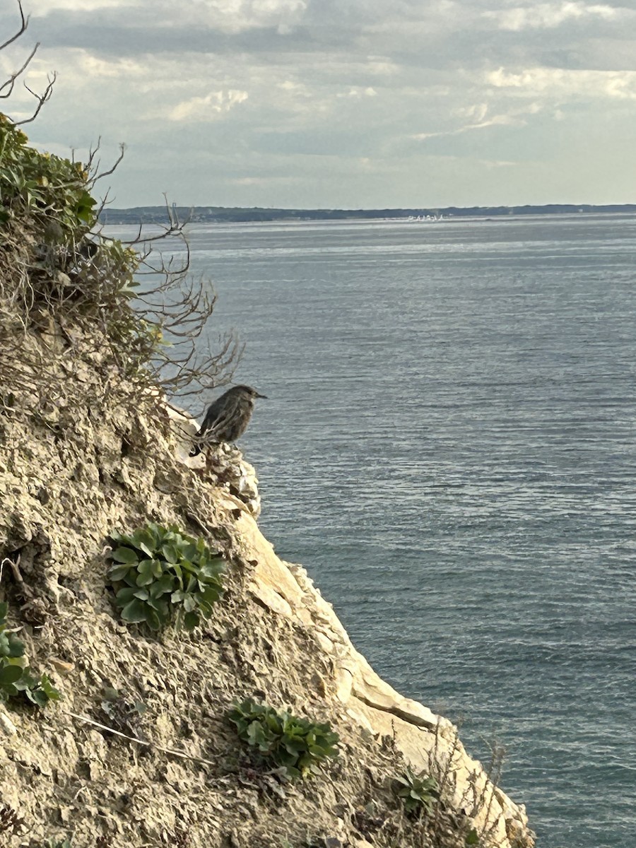 Blue Rock-Thrush - ML646441060