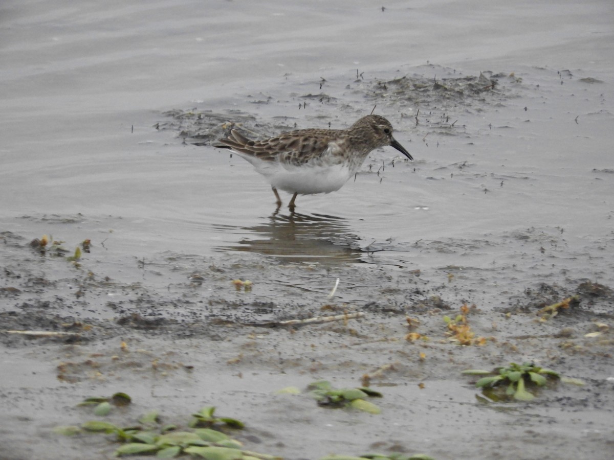 Least Sandpiper - ML646441061