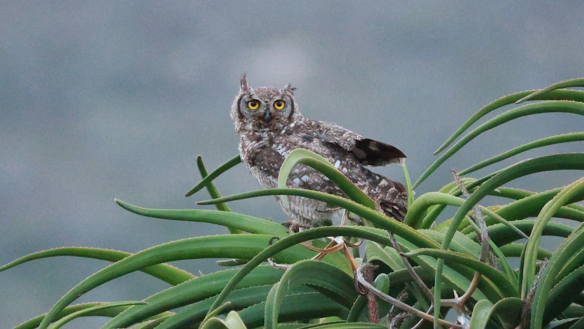 Spotted Eagle-Owl - ML646441062