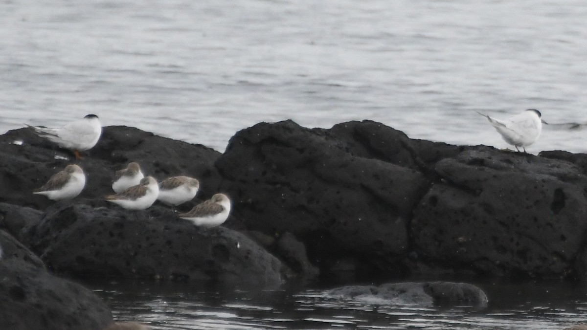 コアジサシ - ML646441063