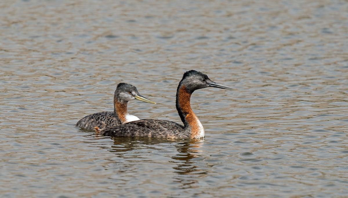 Great Grebe - ML646441064